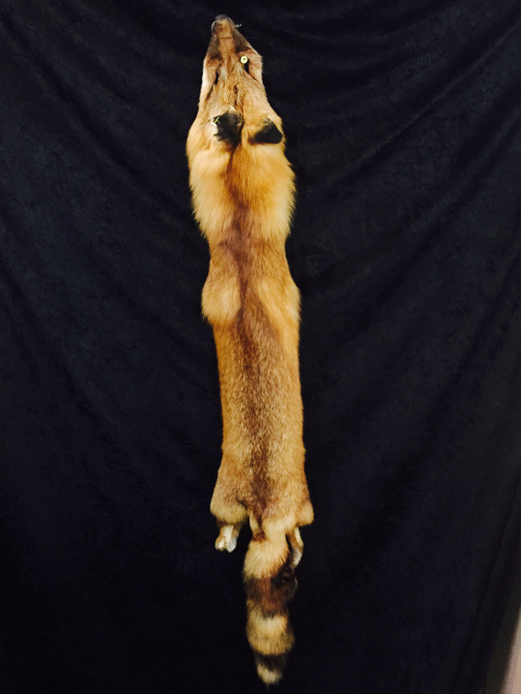 TN-notail great value Tanned Red Fox pelt soft tan 