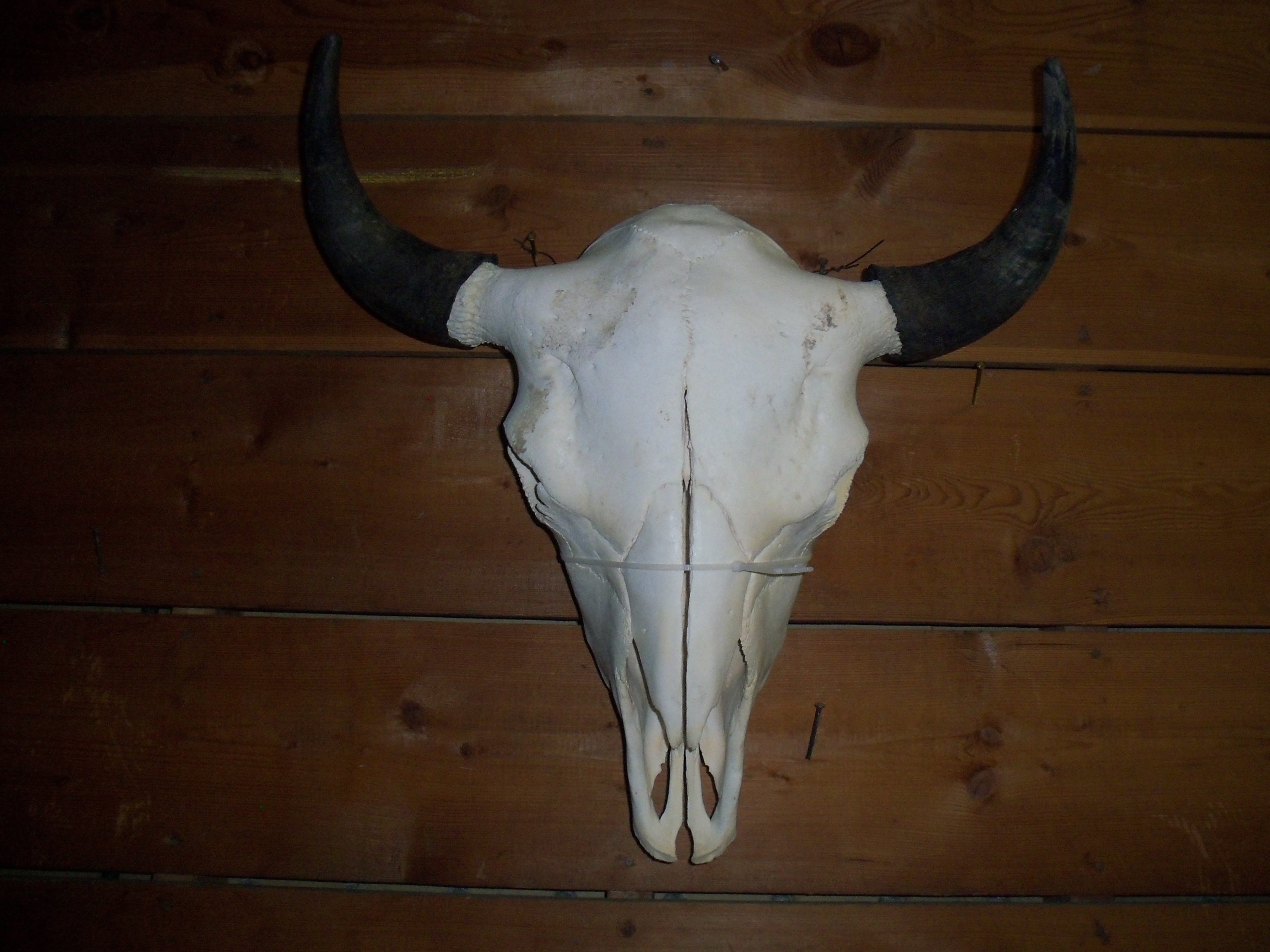 Cleaned Buffalo/Bison Skull
