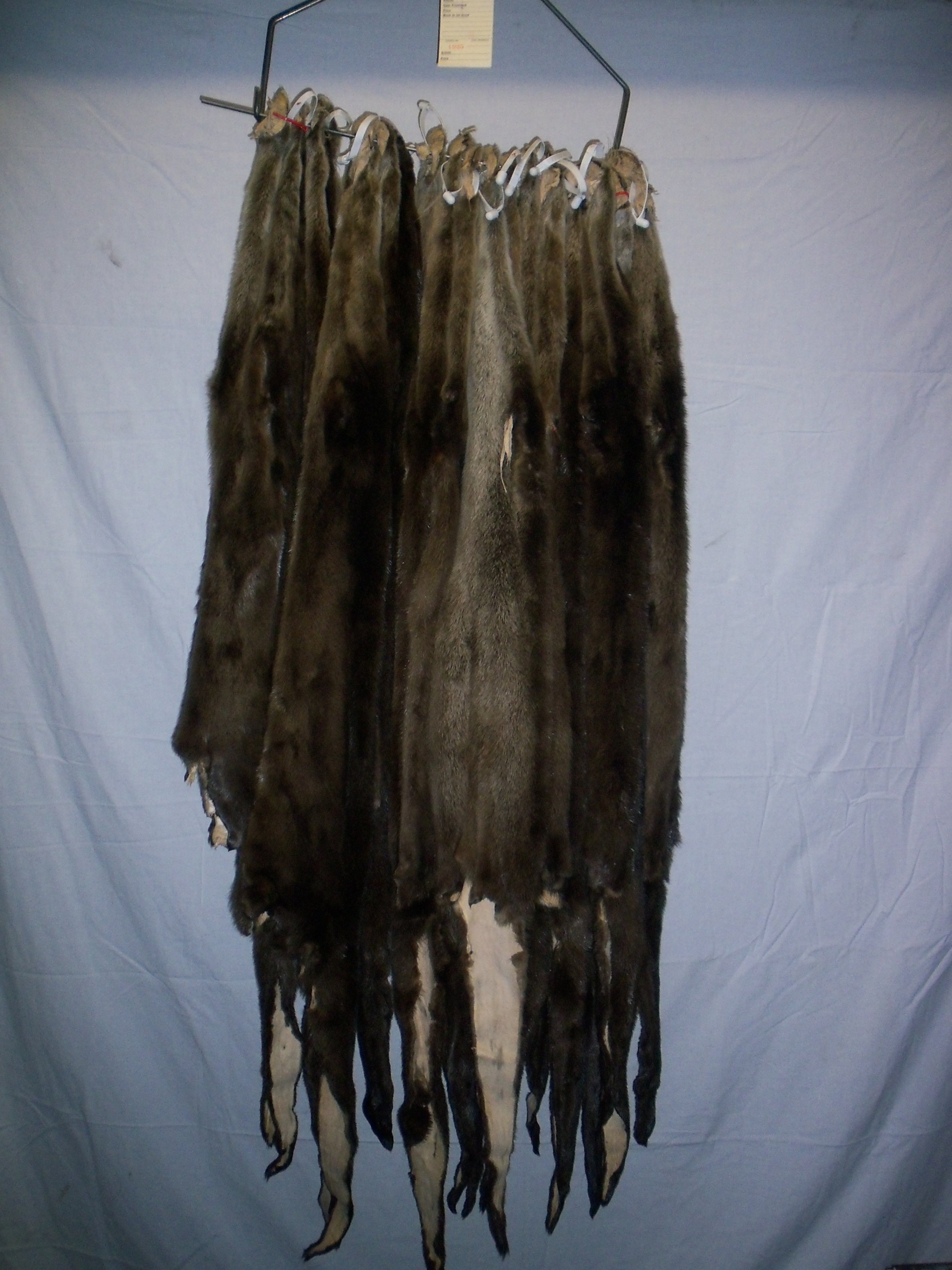 Tanned #1 grade River Otter Hide/Pelt/Furs/Trapping/Taxidermy/Arrow Quiver 