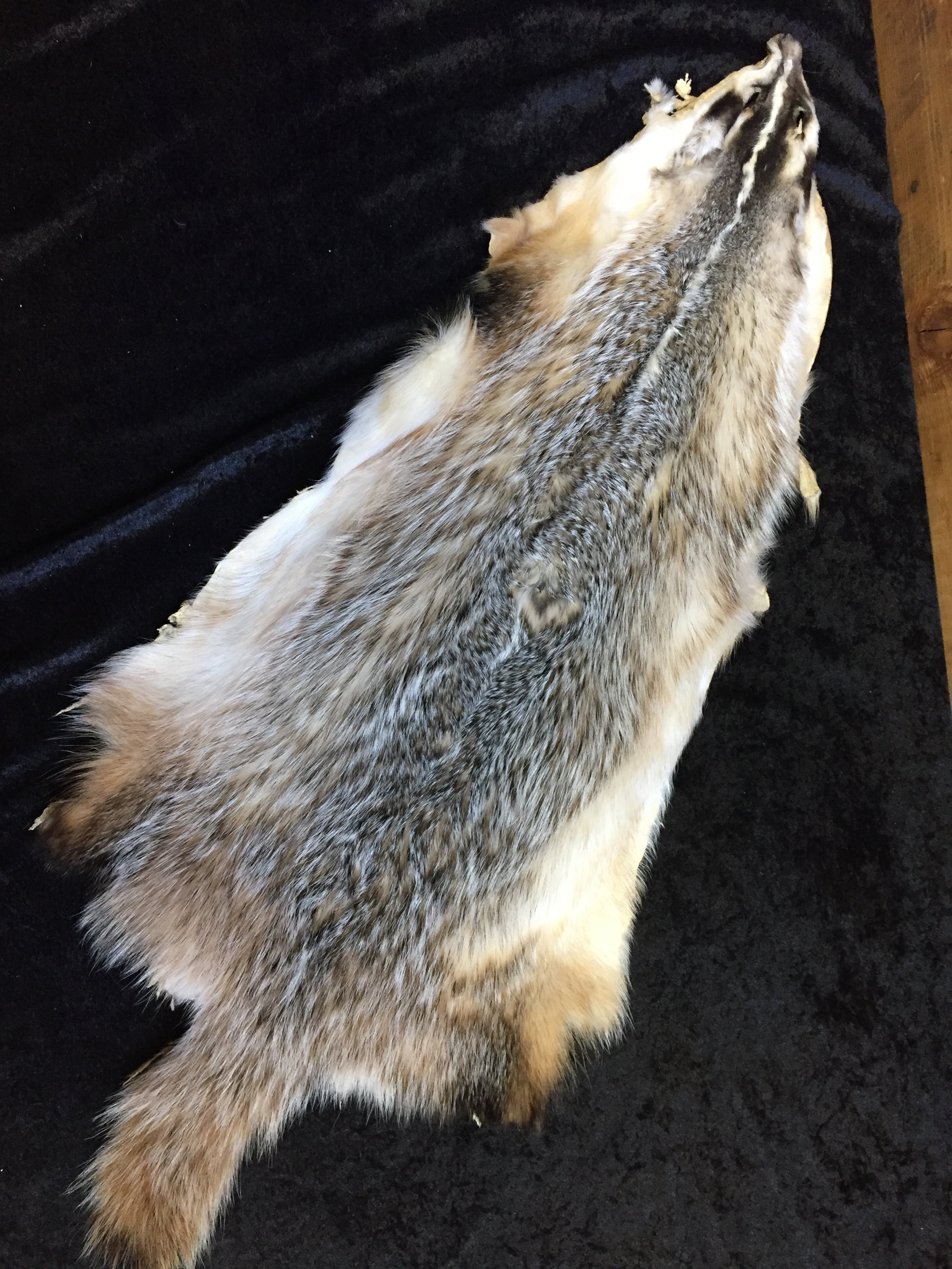 Tanned Badger hide medium Grade badgeropmg pelt fur 