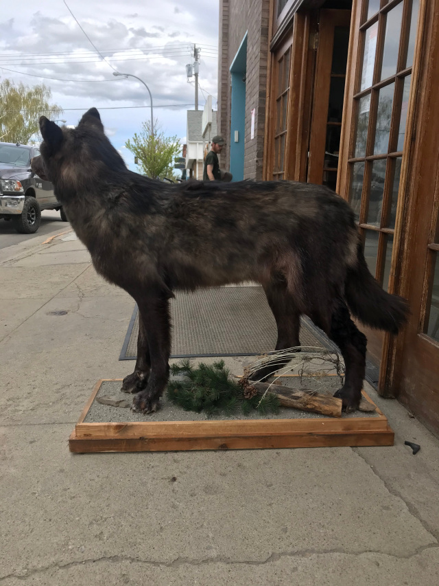 Mounted Black Wolf - Full Life Size Mount
