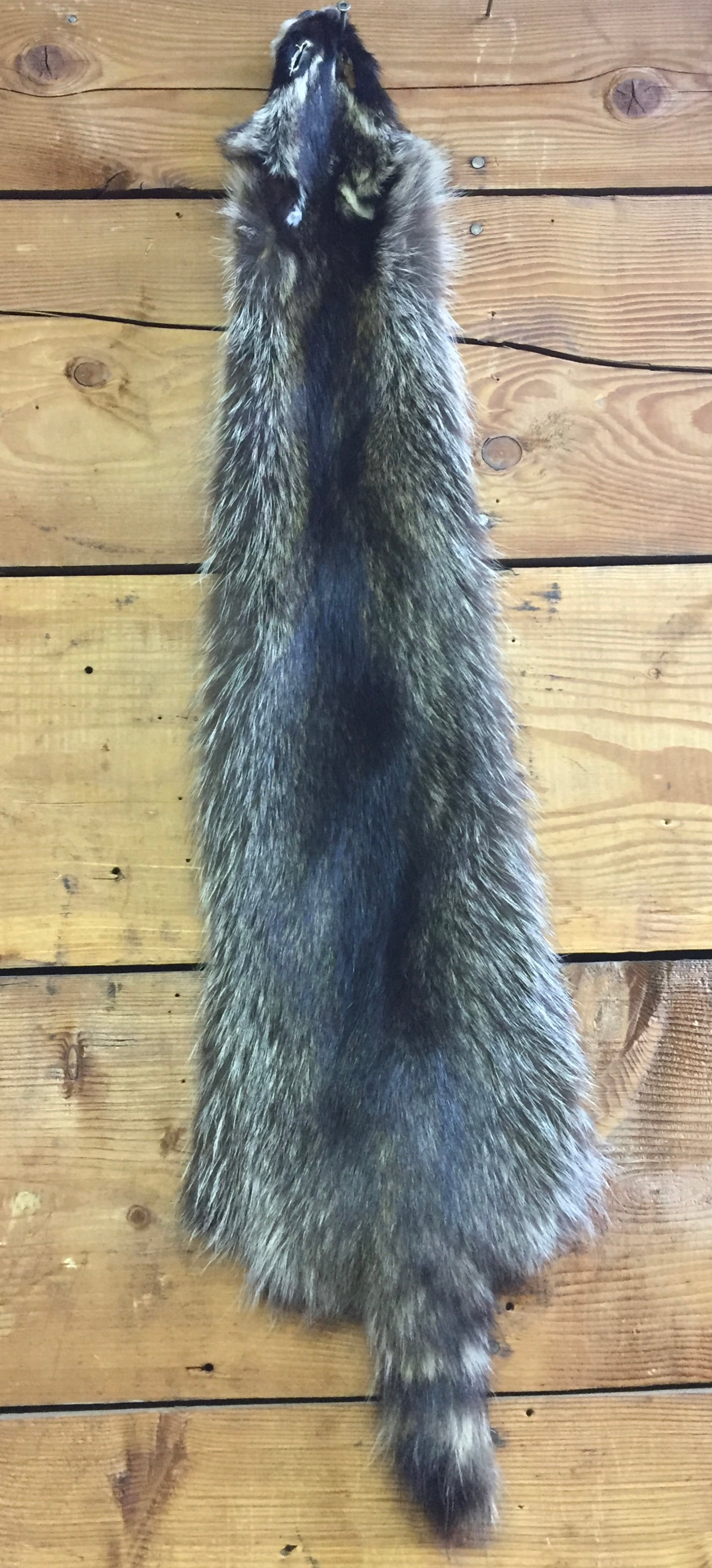 Tanned Large Raccoon Hides  " SLIGHT "   DAMAGED 